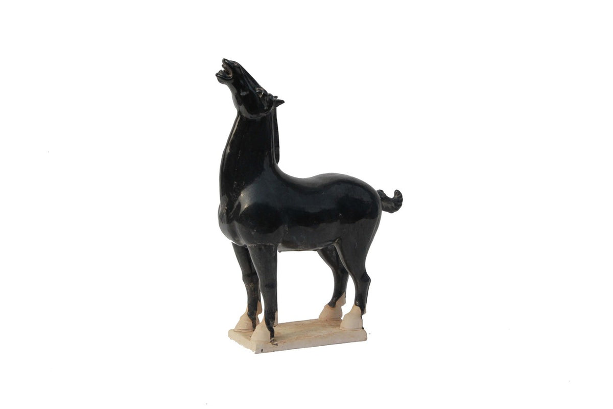 Black Stallion Small