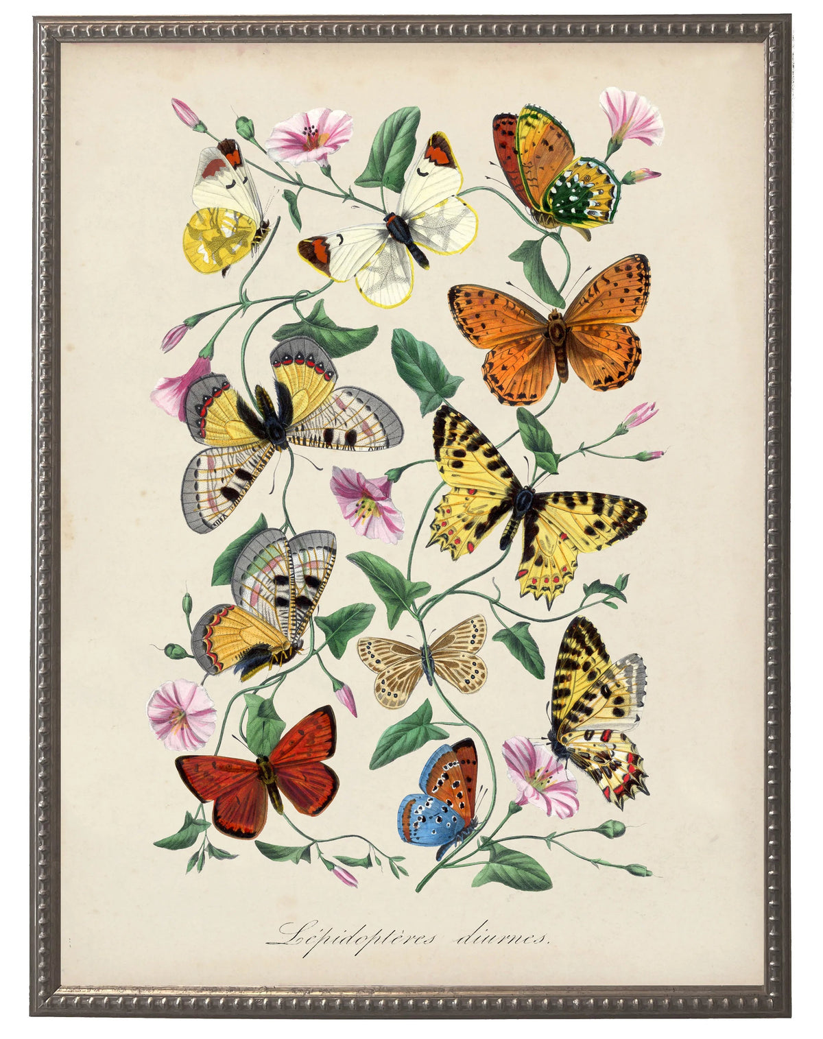 Butterfly and Flower Print Wall Art in Beaded Pewter Frame - Antique Curiosities