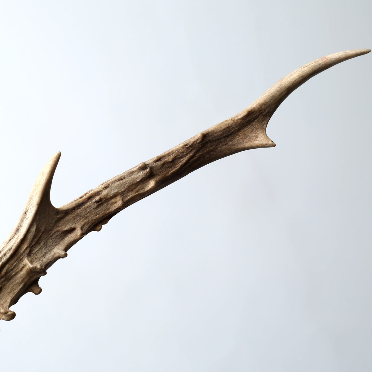 Large Deer Horn Calligraphy Brush