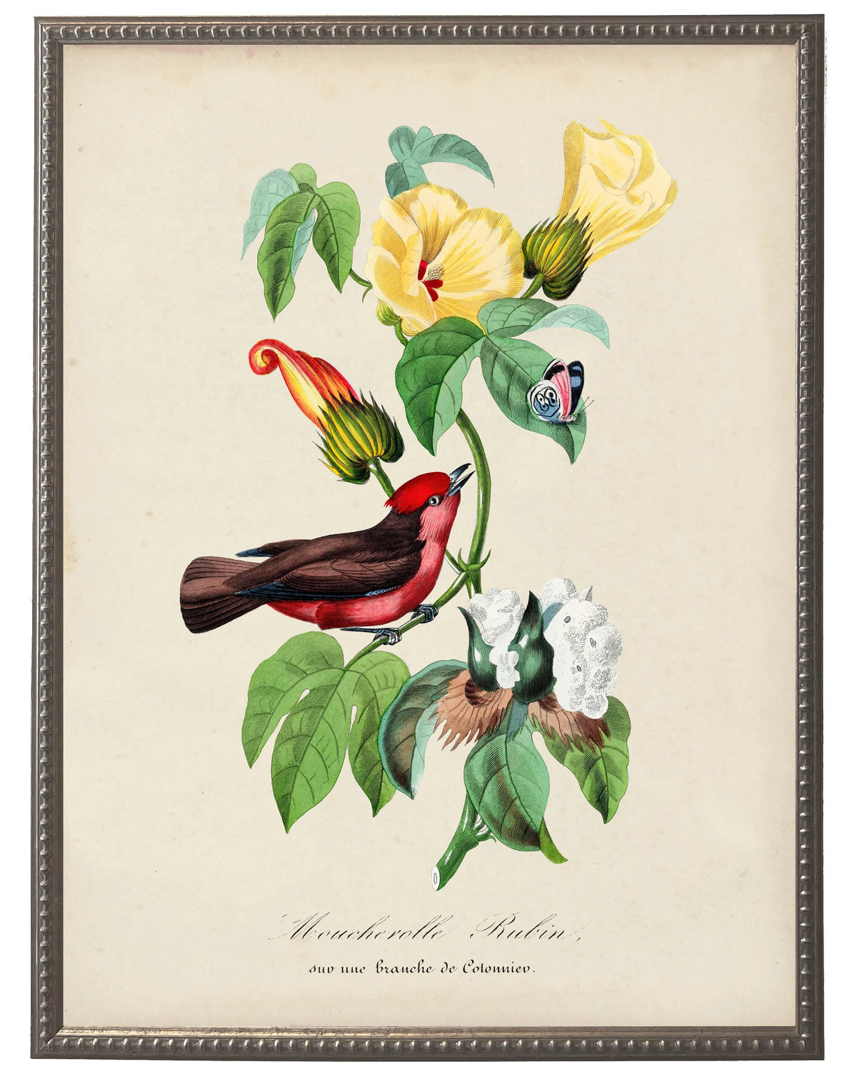 Flycatcher and Flower Print in Beaded Pewter Frame - Antique Curiosities