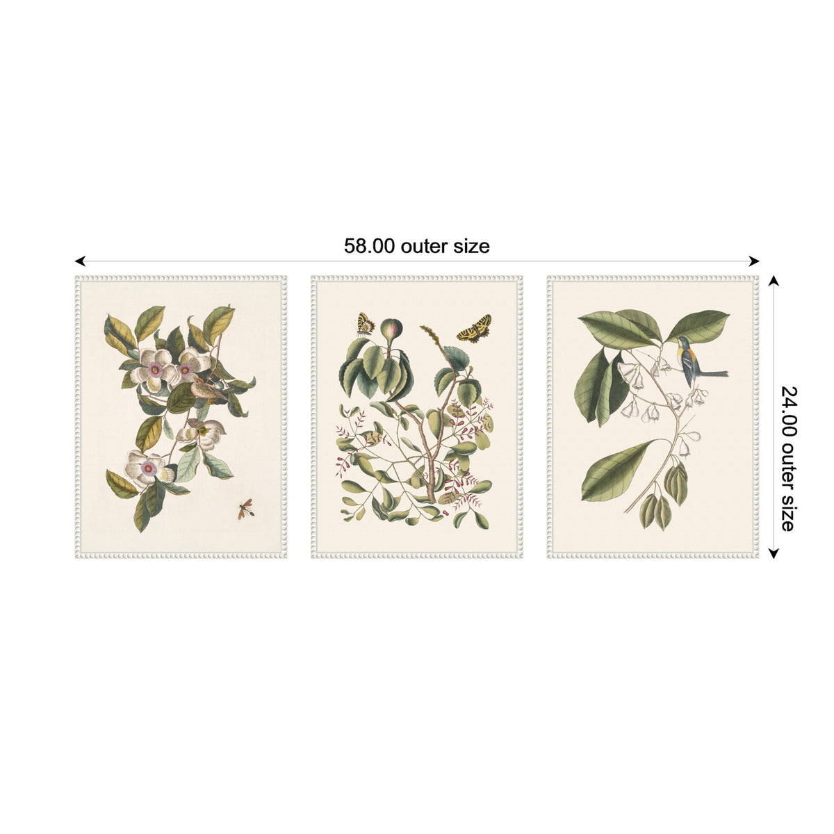 1754 Mark Catesby Botanicals and Avian Studies 3 Piece Framed Canvas Wall Art Set by Nostalgia Prints