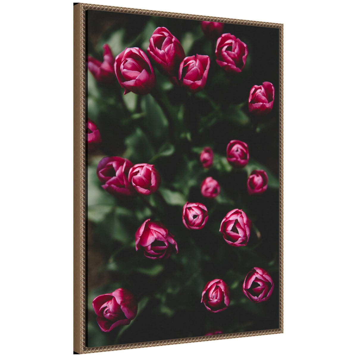 Sylvie Moody Dark Pink Tulips in Bloom Framed Canvas by Patricia Hasz