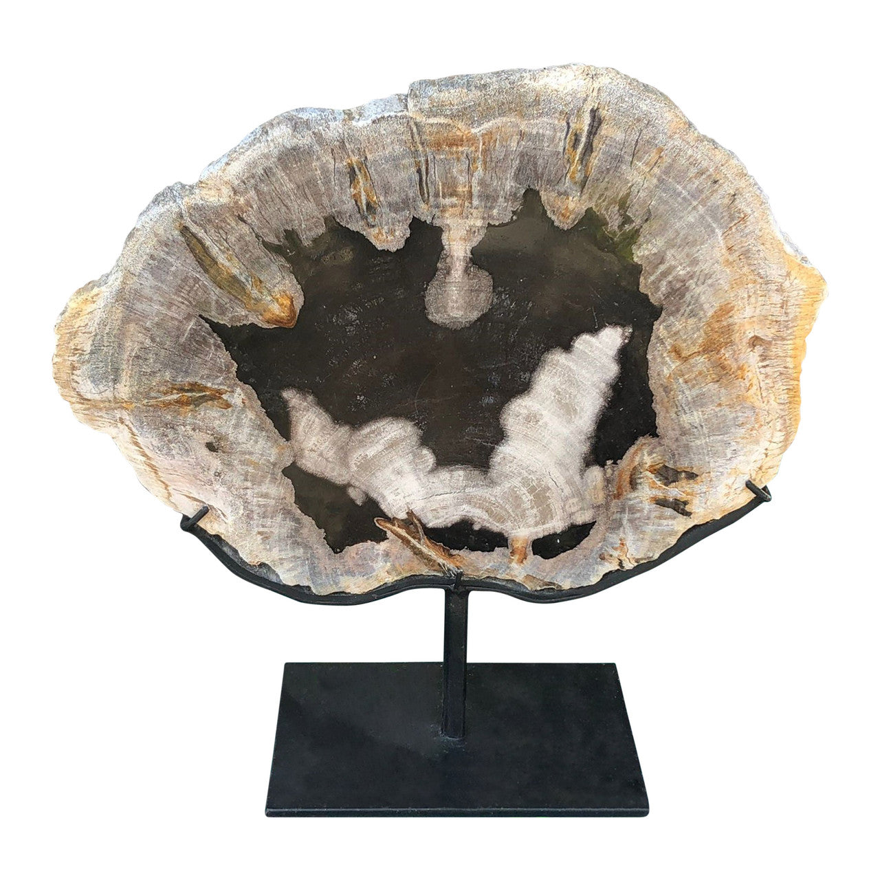 Petrified Log Fossil With Stand