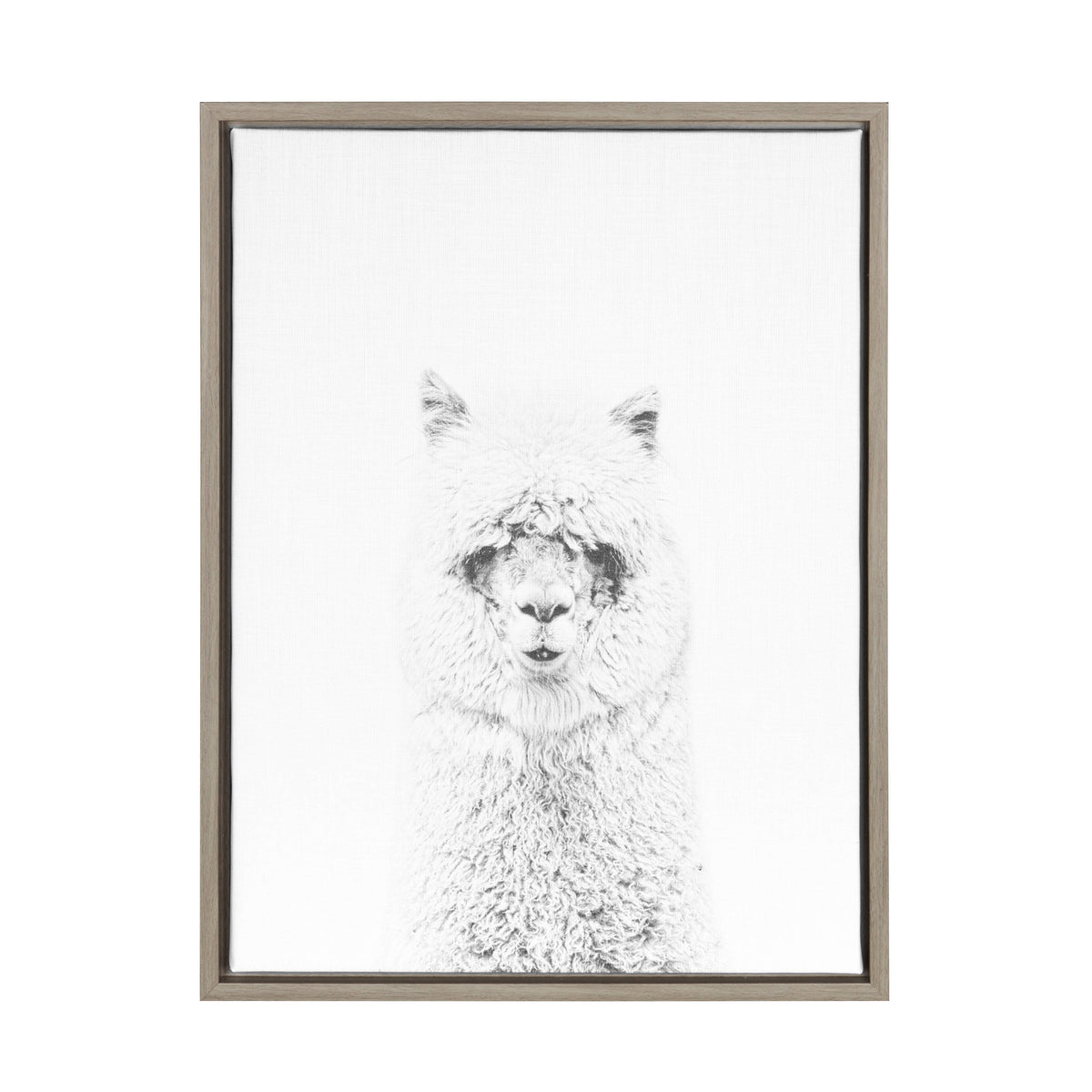 Sylvie Hairy Alpaca Framed Canvas by Simon Te of Tai Prints