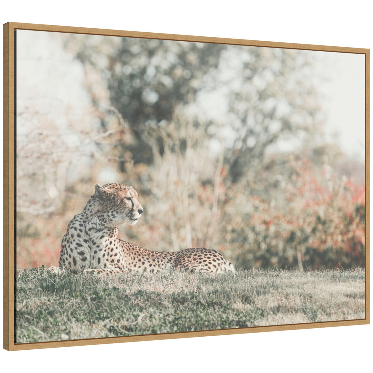 Sylvie Cheetah Glance Framed Canvas by Alicia Abla