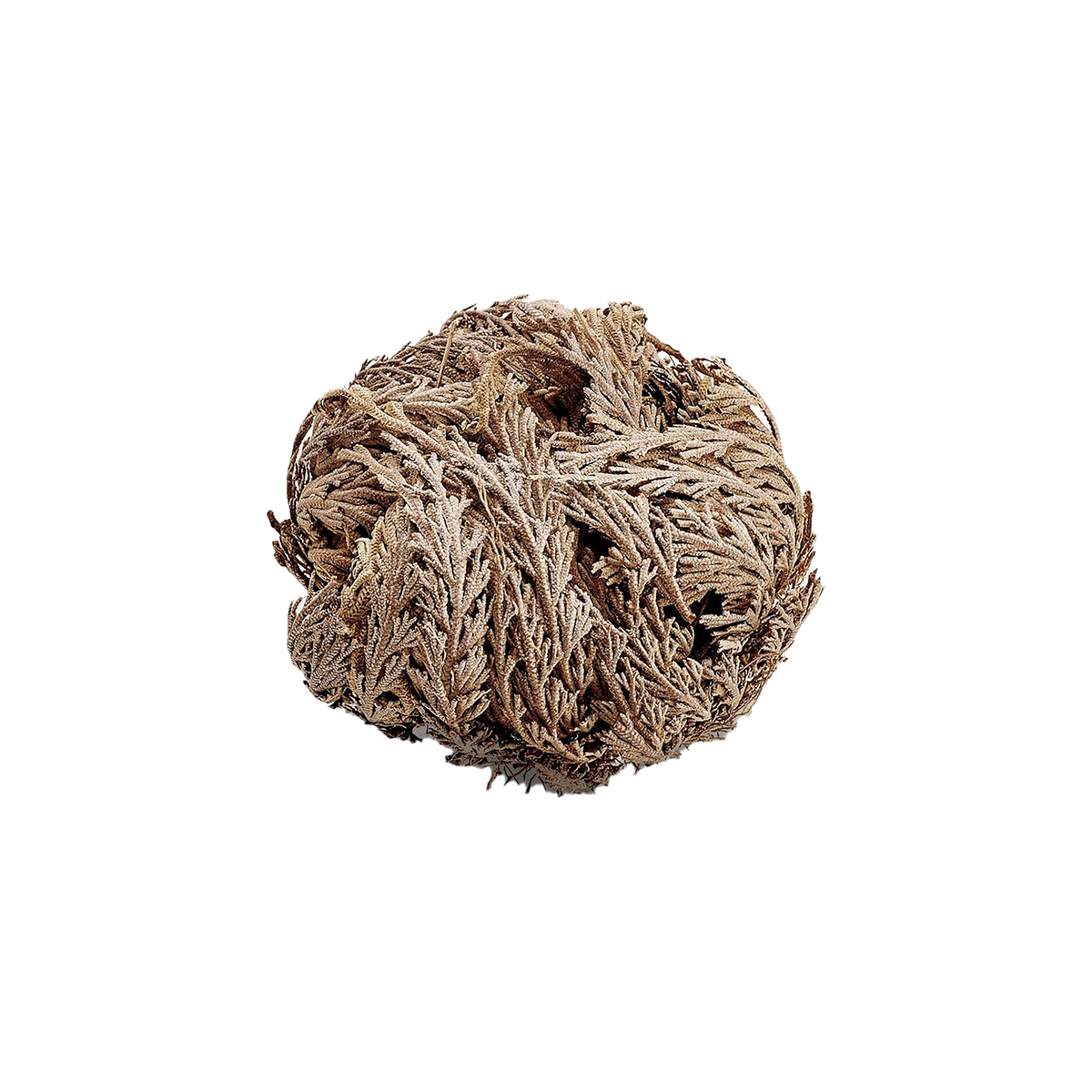Rose of Jericho ( The Resurrection Plant ) - Source by Studio Skara, view 2
