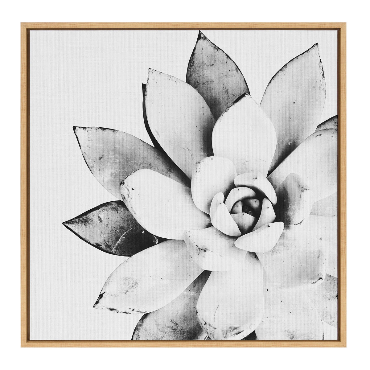 Sylvie Succulent Framed Canvas by Simon Te of Tai Prints