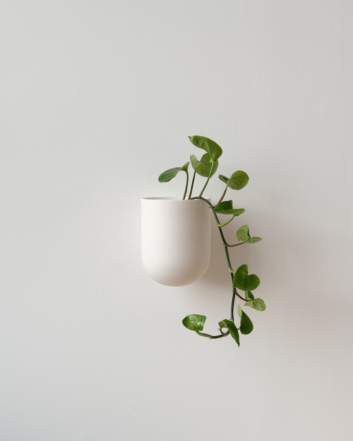 Bender Wall Planter - Misewell, view 7