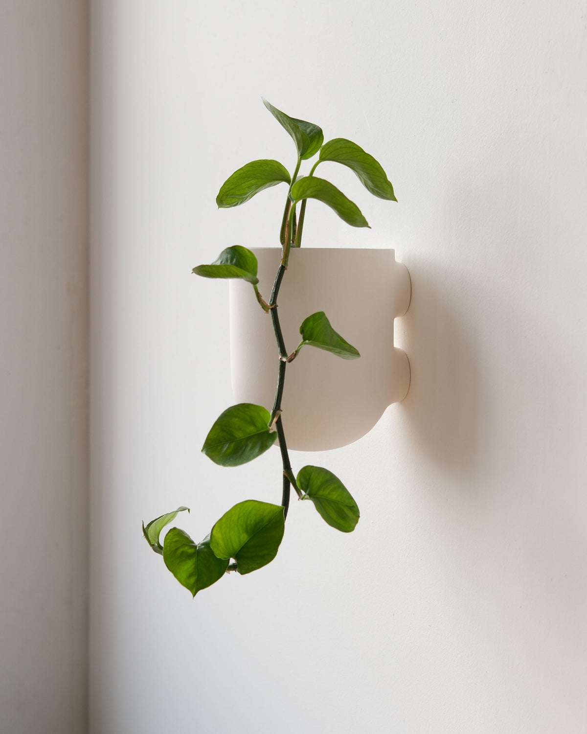 Bender Wall Planter - Misewell, view 5