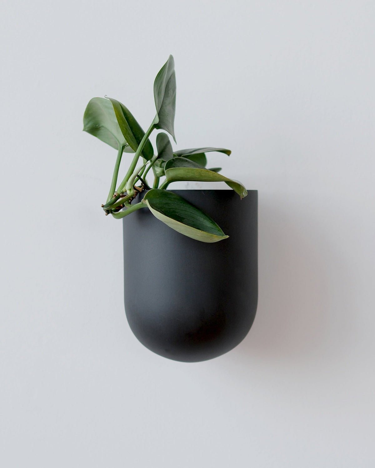 Bender Wall Planter - Misewell