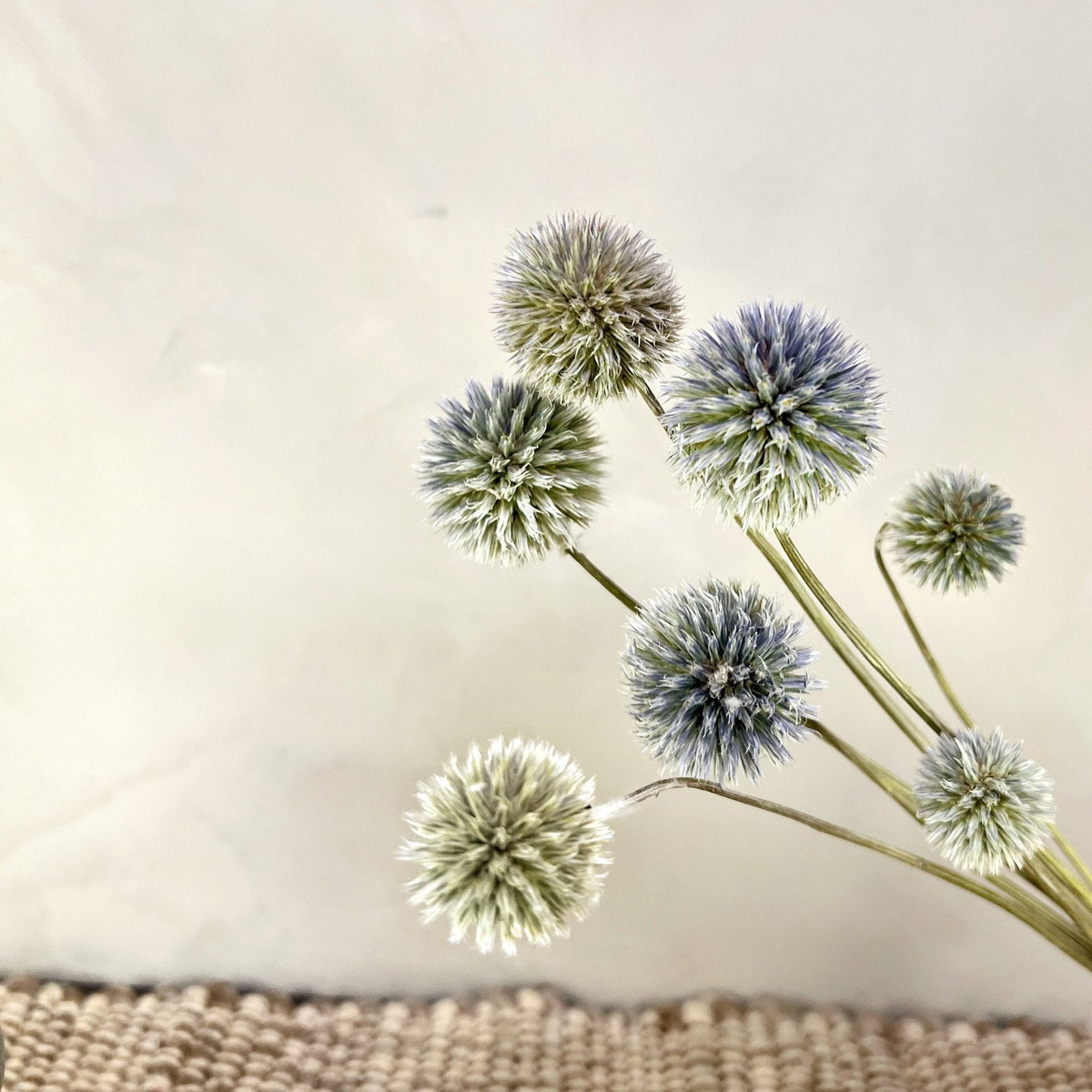 Dried Blue Globe Thistles - Source by Studio Skara, view 4