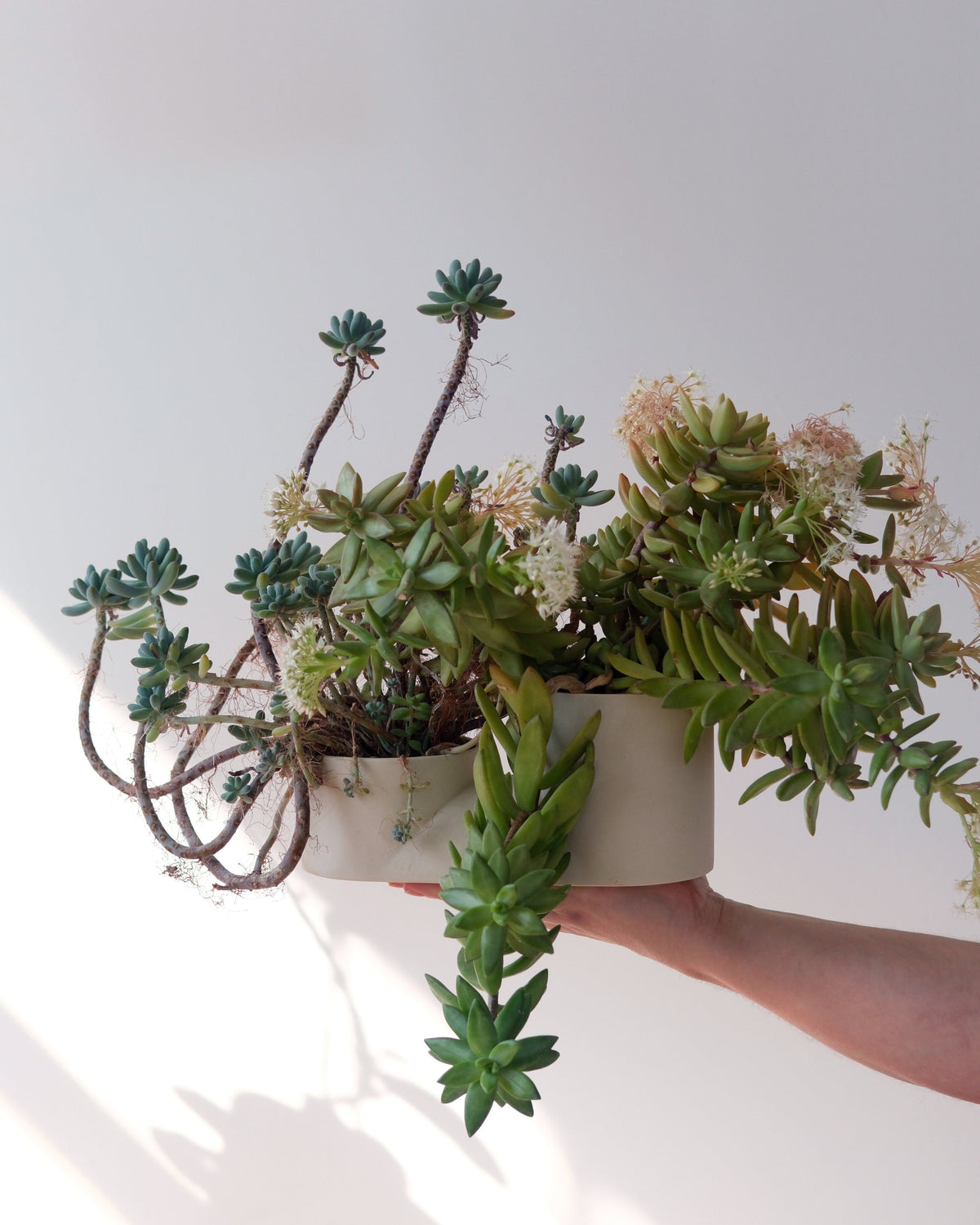 Double Planter - Misewell, view 2