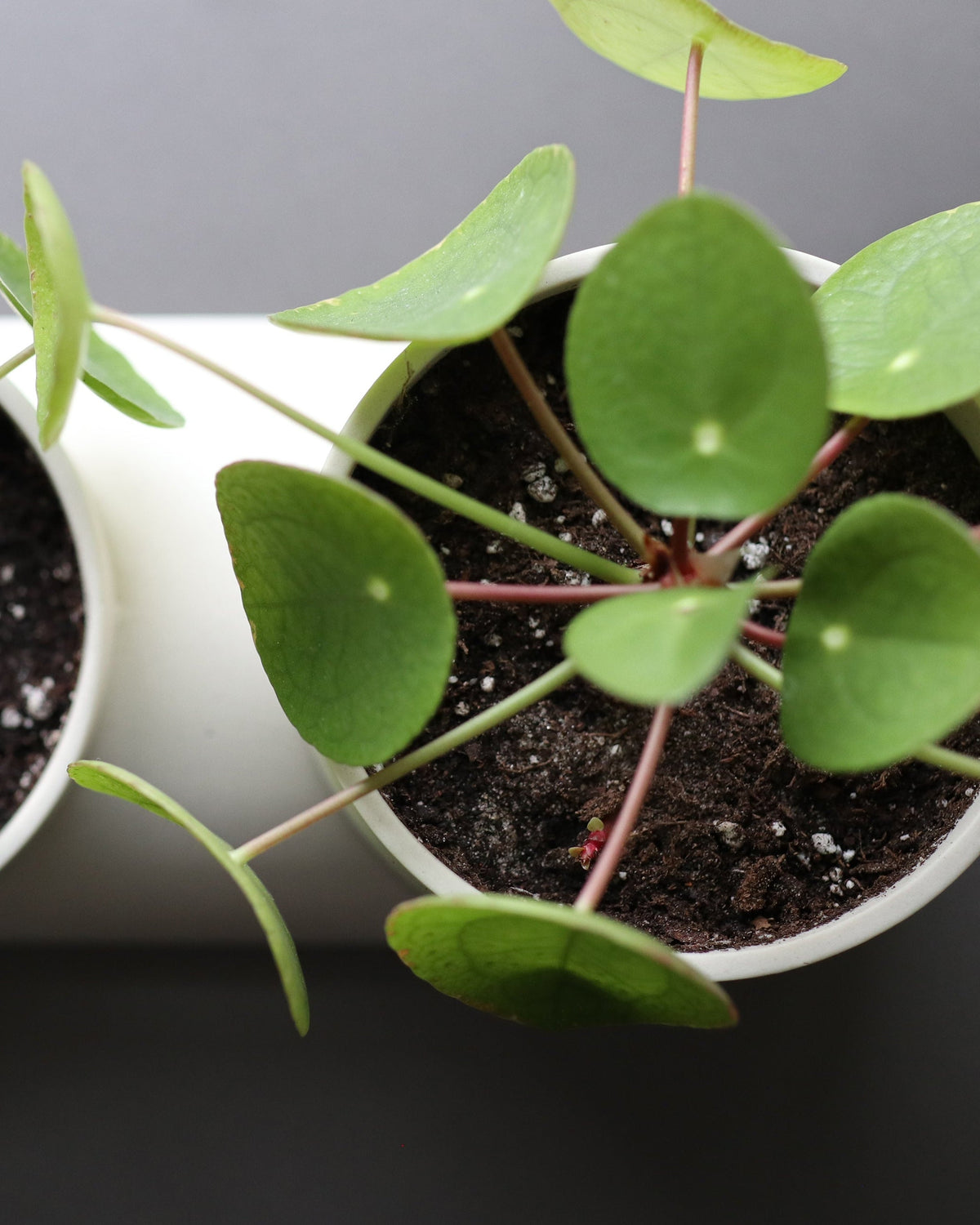 Double Planter - Misewell, view 8