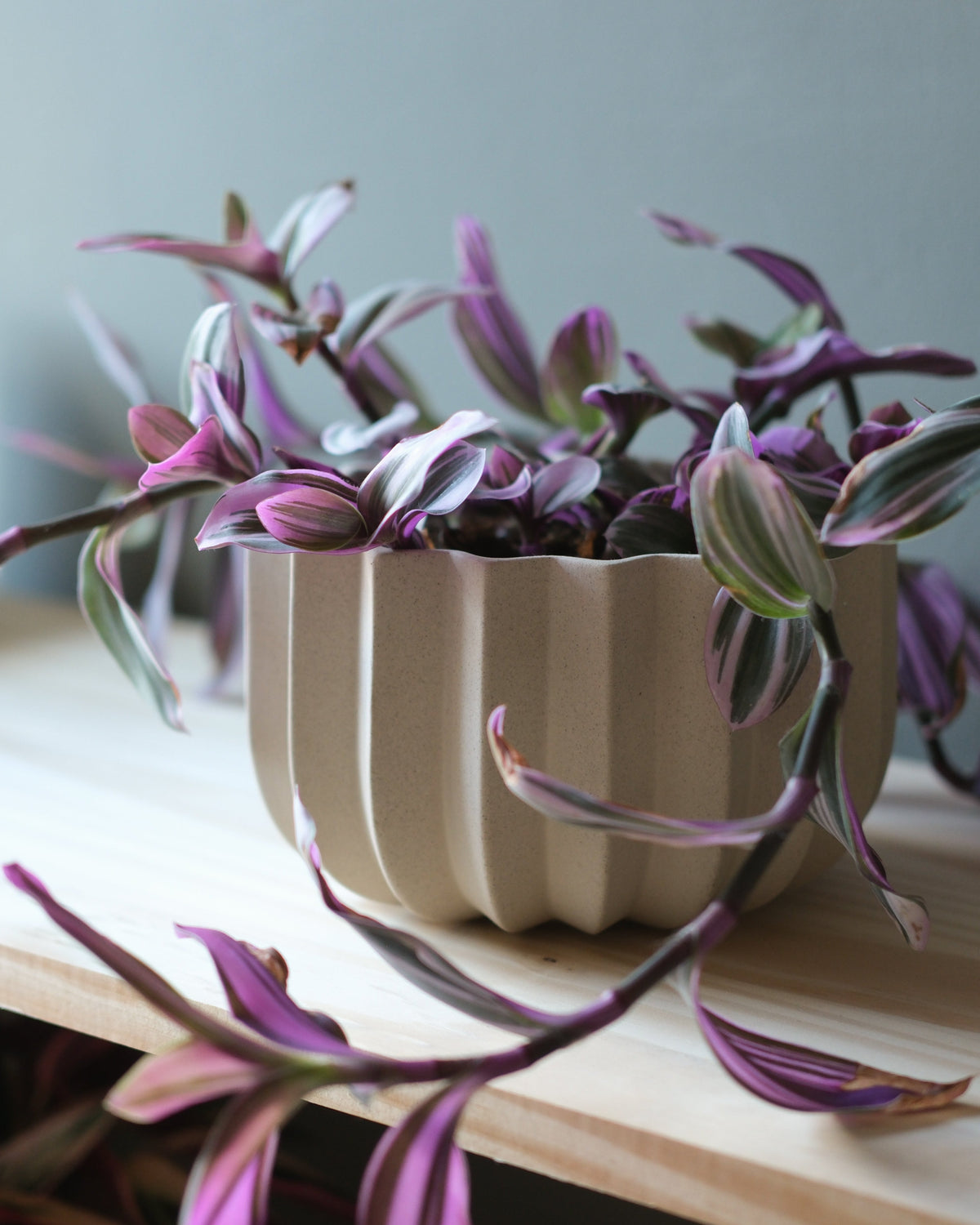 Wrap Planter - 4 sizes - Misewell, view 7