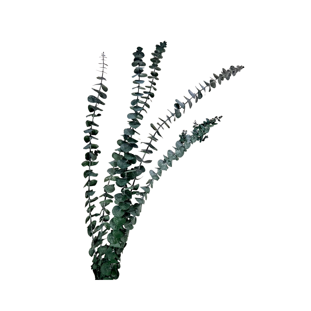 Preserved Baby Blue Spiral Eucalyptus - Source by Studio Skara