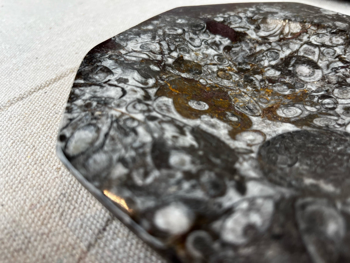 Fossil Stone Dish - Source by Studio Skara, view 7