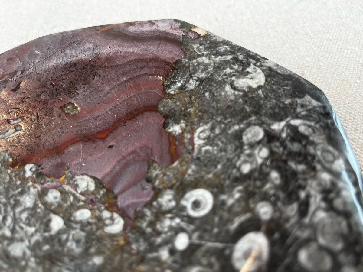 Fossil Stone Dish - Source by Studio Skara, view 9