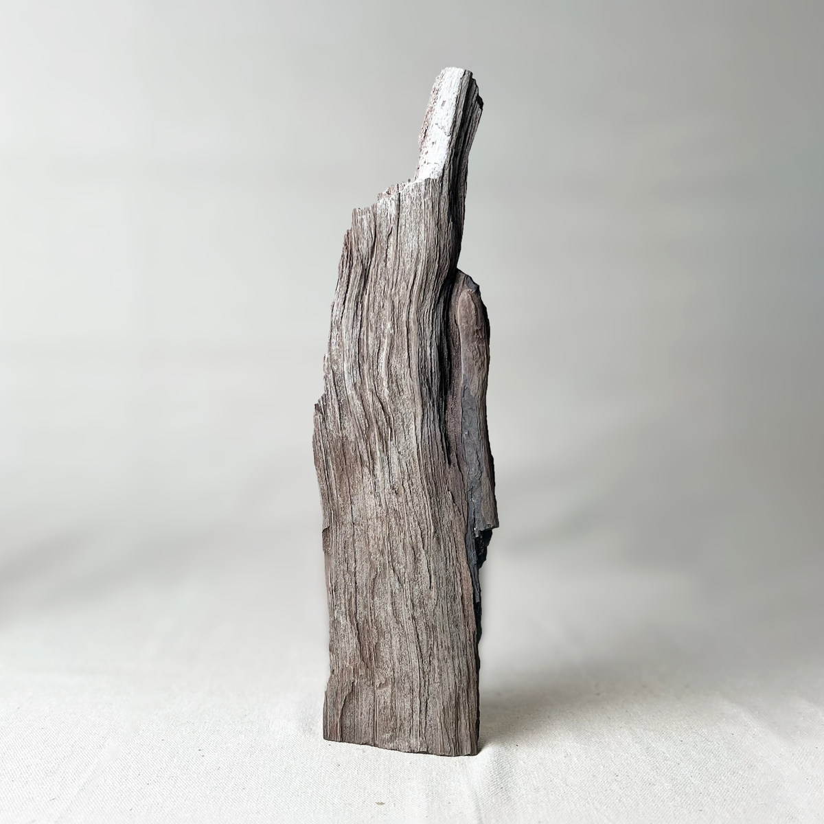 Permineralized Wood - Source by Studio Skara, view 3