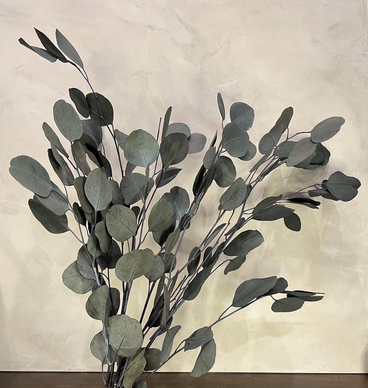 Preserved Silver Dollar Eucalyptus - Source by Studio Skara, view 3