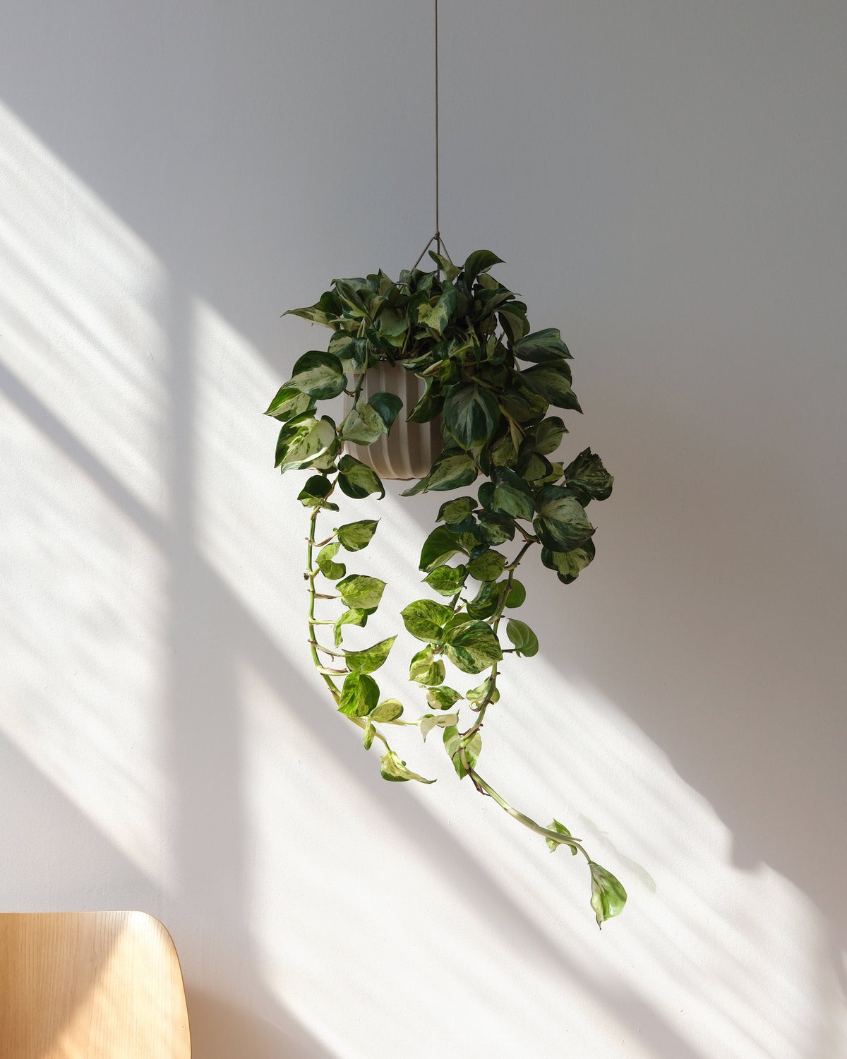 Wrap Planter - 4 sizes - Misewell, view 9