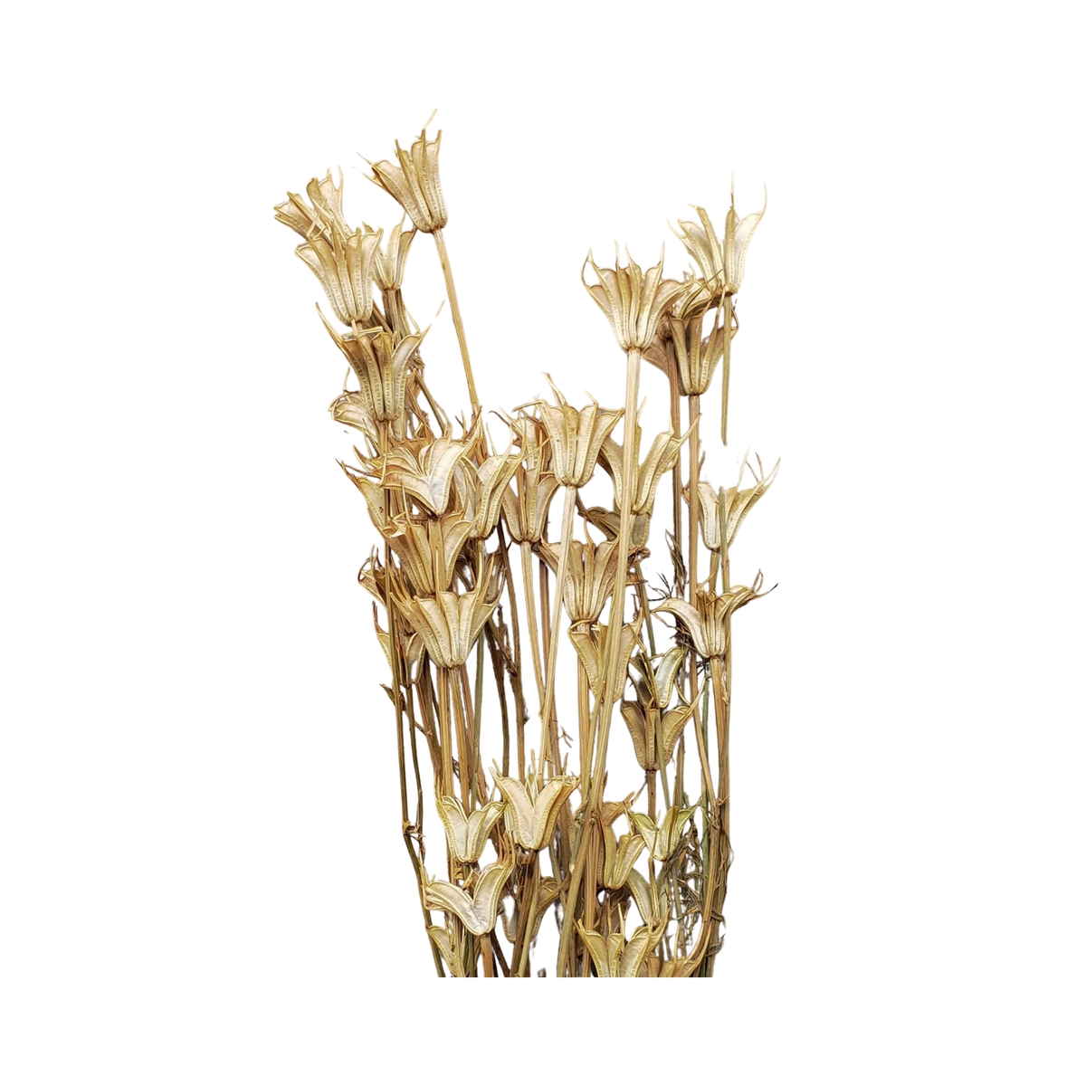 Dried Nigella Orientalis - Source by Studio Skara