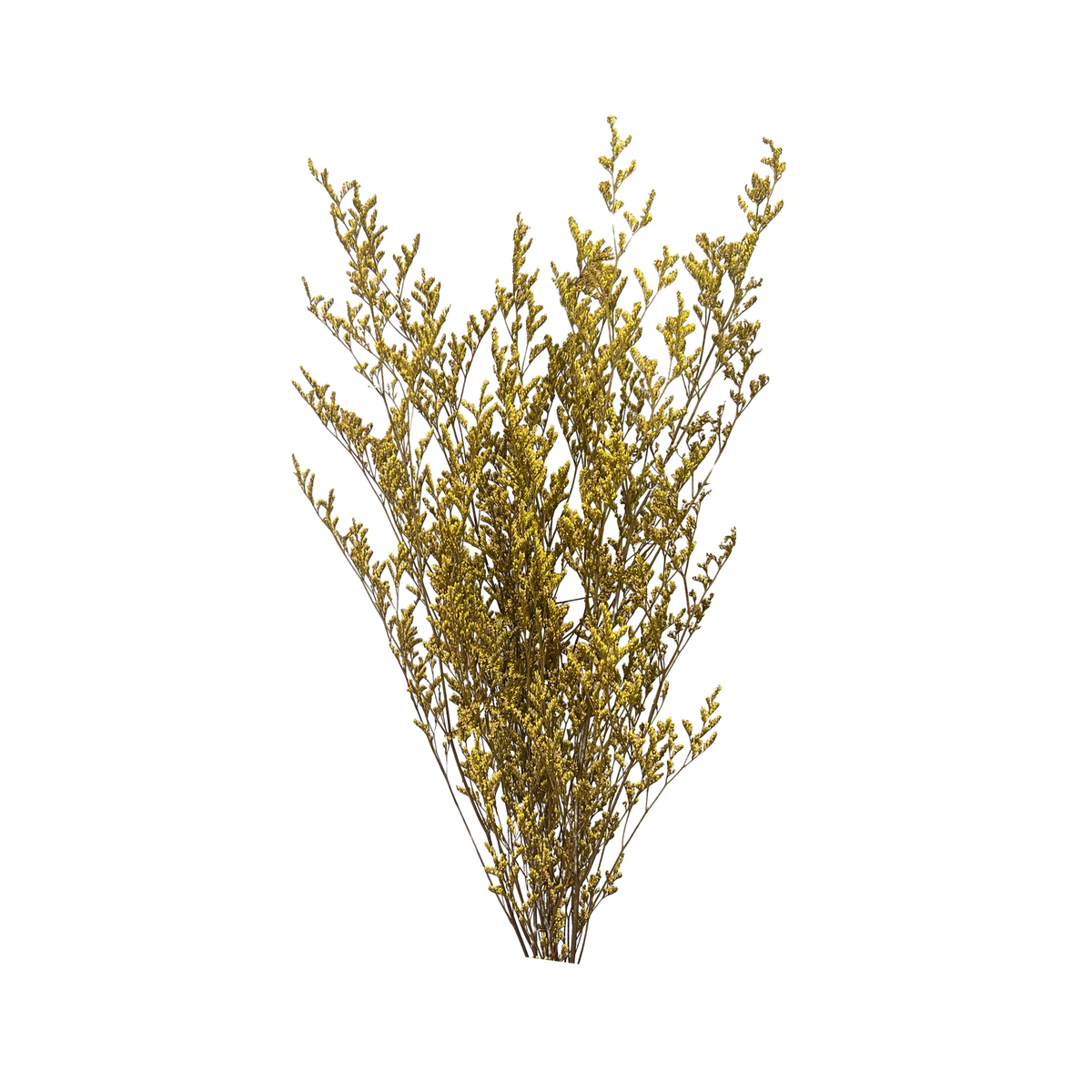 Preserved Limonium Caspia Flowers - Yellow - Source by Studio Skara