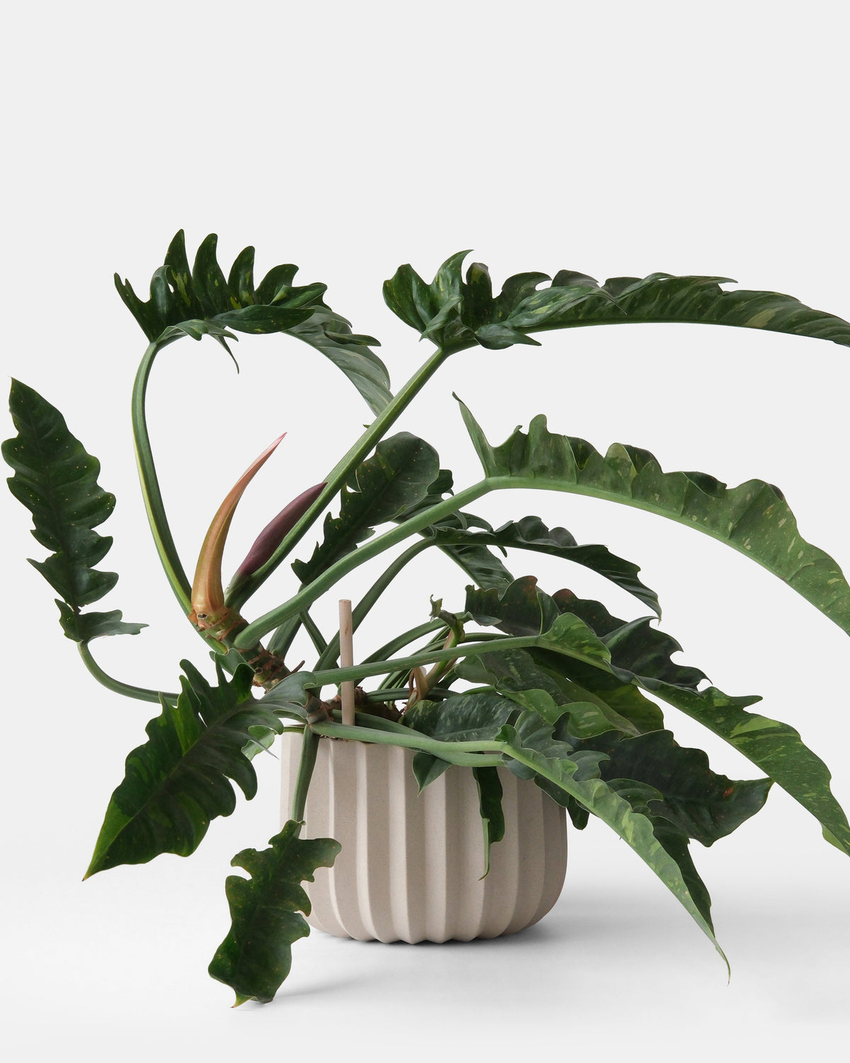 Wrap Planter - 4 sizes - Misewell, view 12