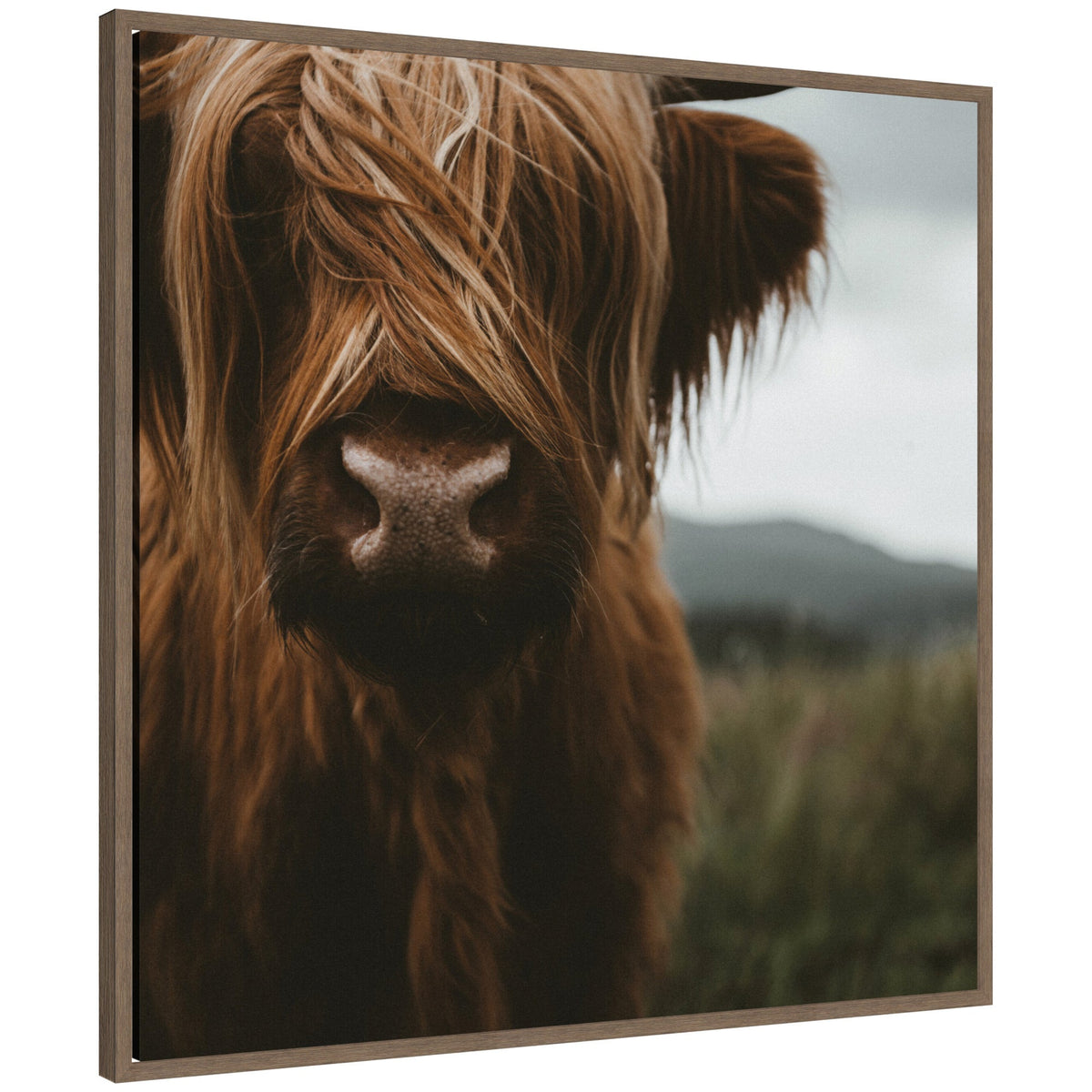 Close Up of Scottish Highland Cattle Baby SQ by Michael Schauer Framed Canvas Wall Art Print