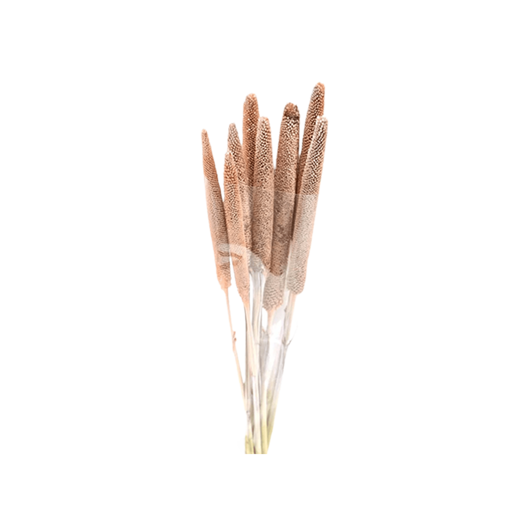 Babala Preserved Bouquet - Source by Studio Skara