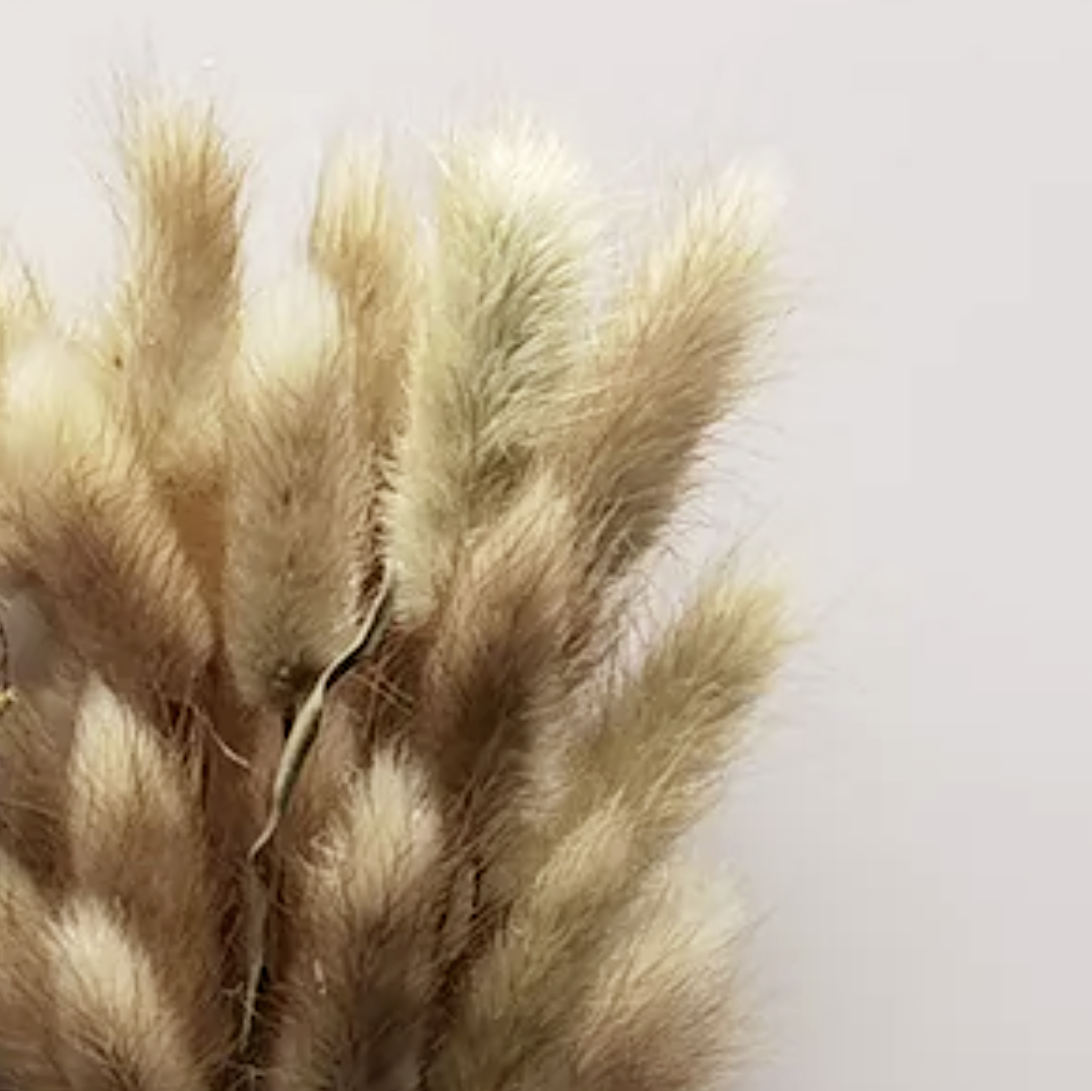Dried Bunny Tails Natural - Source by Studio Skara, view 2