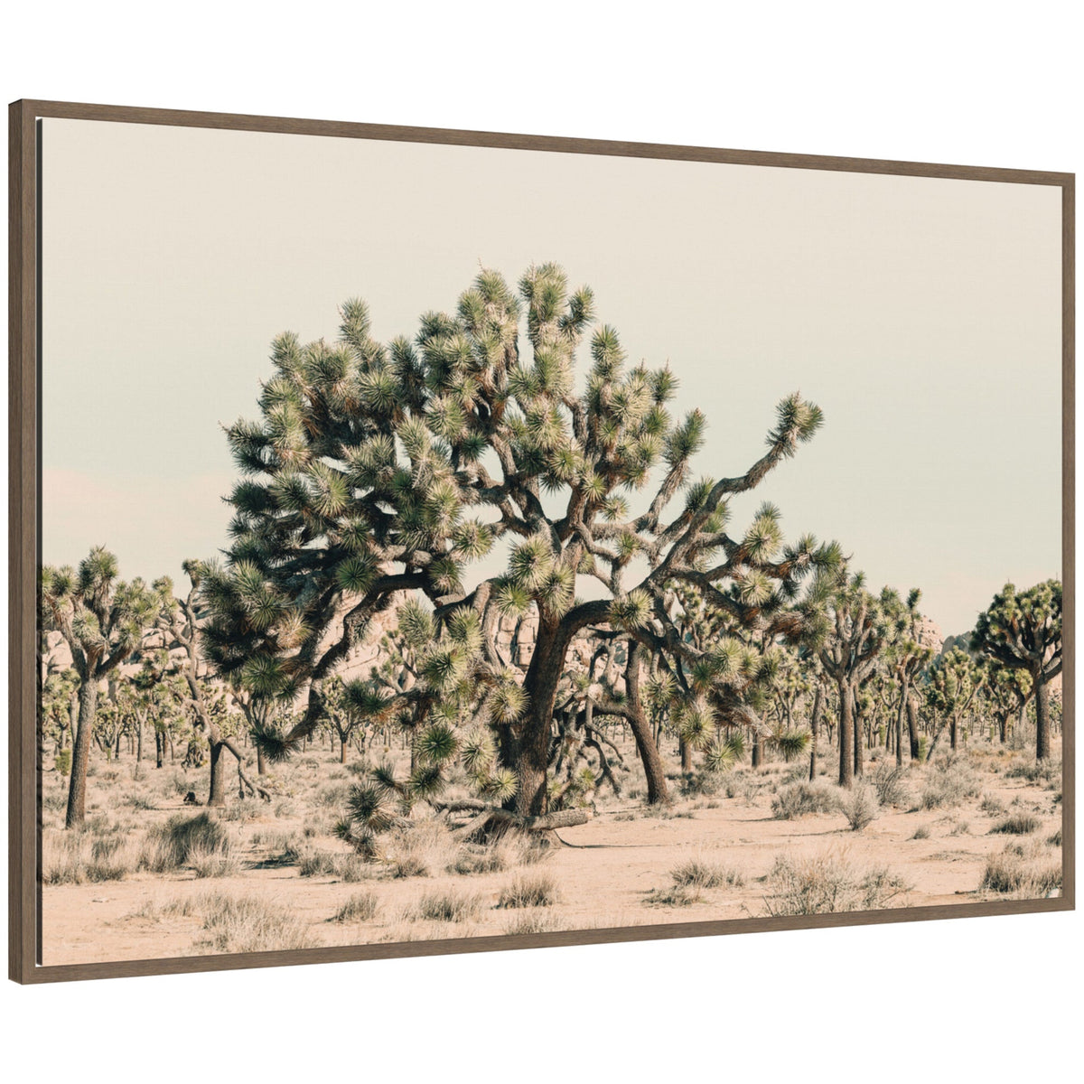 Joshua Tree No. 1 by Alicia Bock Framed Canvas Wall Art Print
