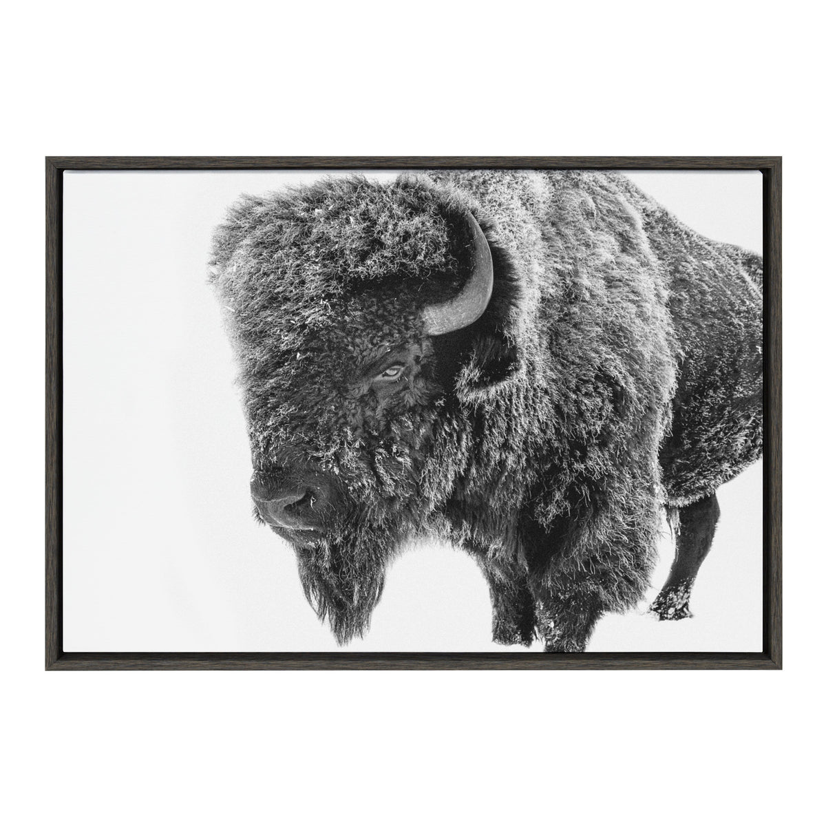 Sylvie Bison in Snow Black and White Framed Canvas by Amy Peterson Art Studio