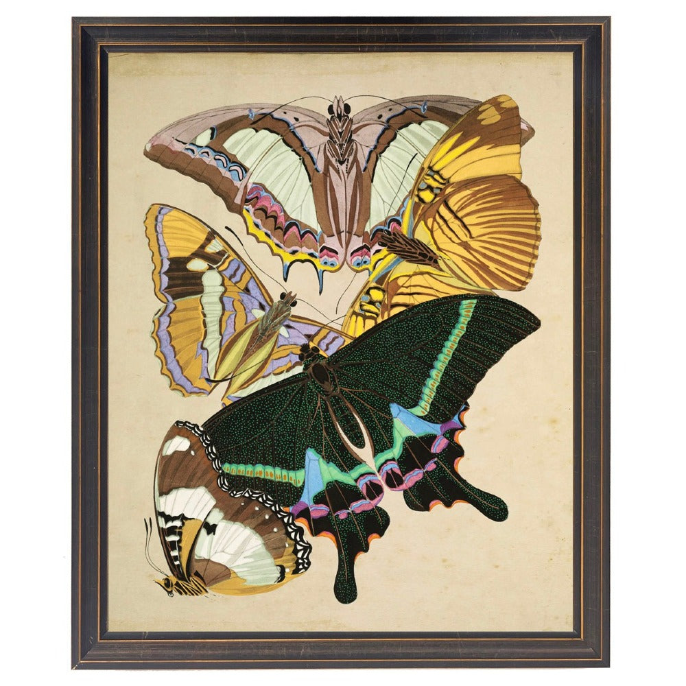 Multicolored Moths in Black and Gold Frame - Antique Curiosities