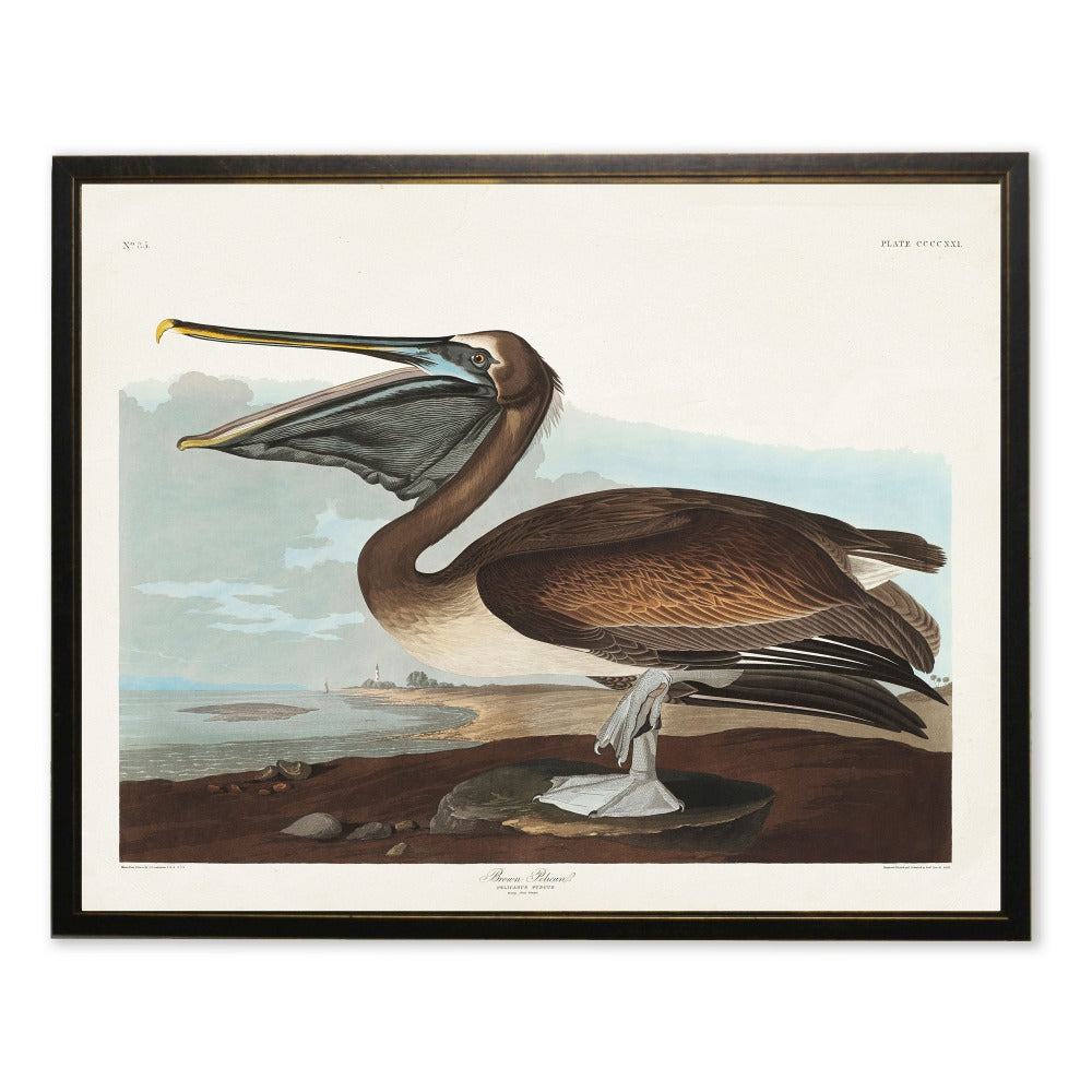 Brown Pelican in Black and Copper Frame - Antique Curiosities