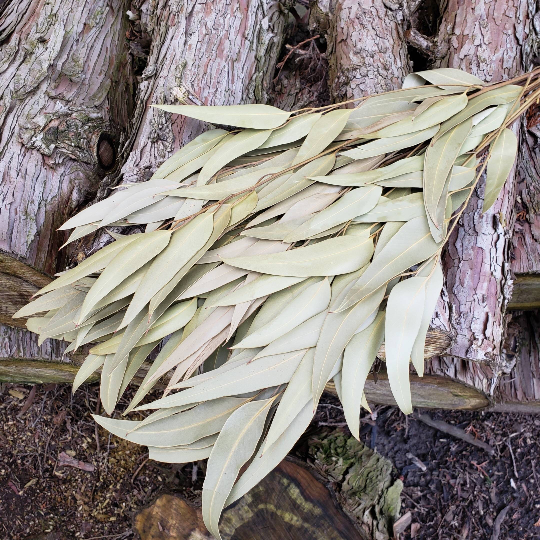 Dried Willow Eucalyptus - Sage Green - Source by Studio Skara, view 3