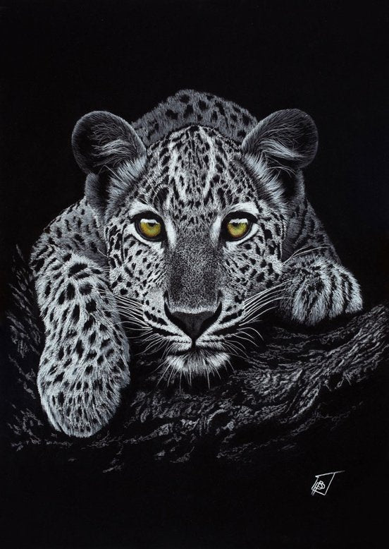 Elegance In Contrast image 1