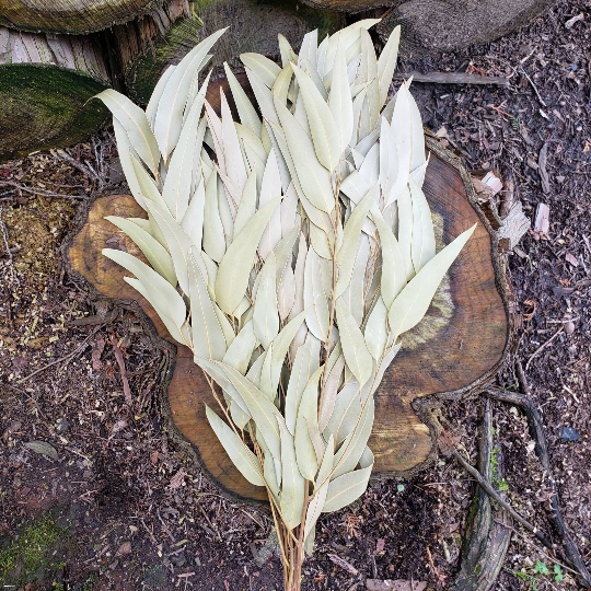Dried Willow Eucalyptus - Sage Green - Source by Studio Skara, view 2