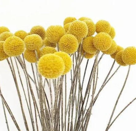 Dried Craspedia / Billy Ball Flowers - Yellow - Source by Studio Skara, view 2