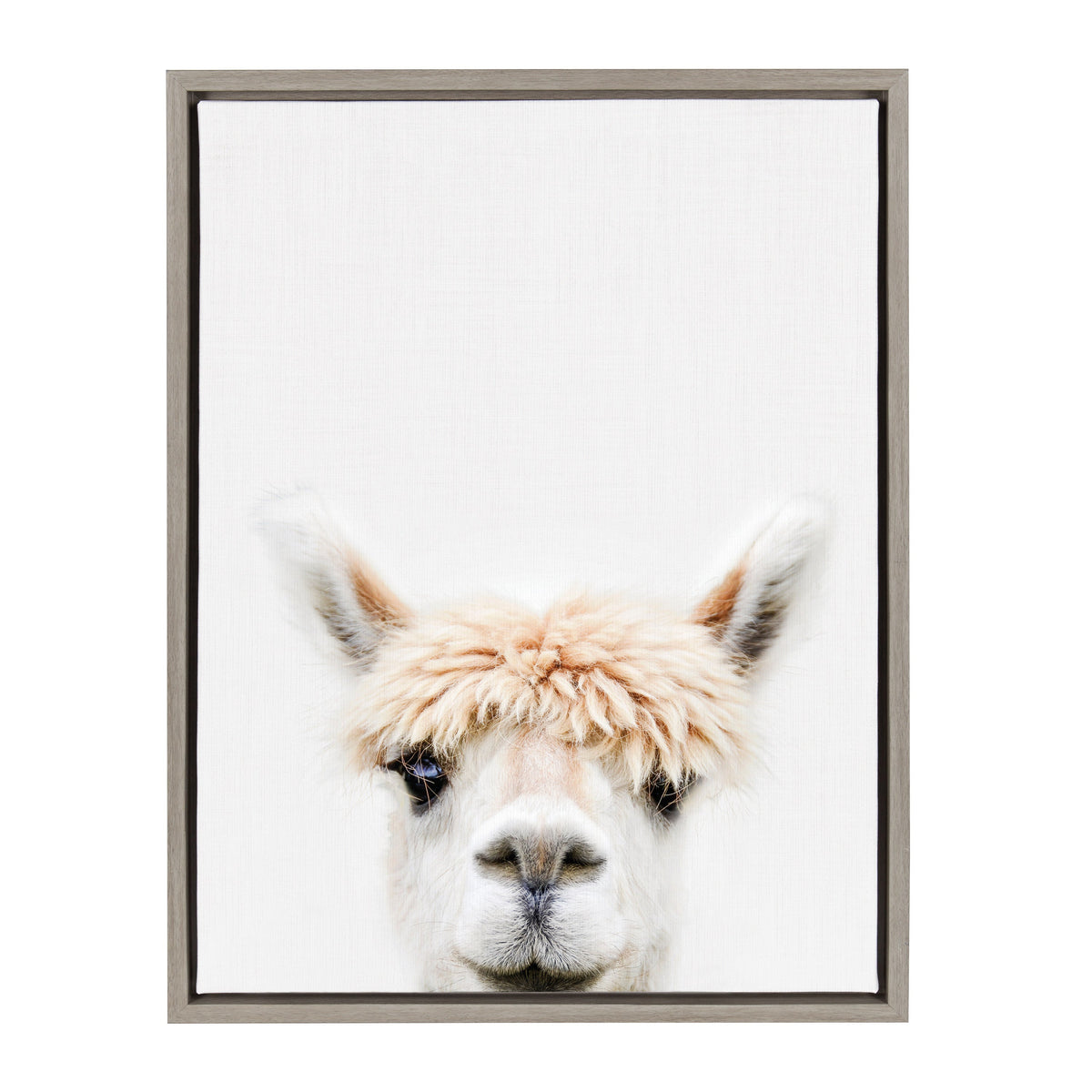 Sylvie Alpaca Bangs Framed Canvas by Amy Peterson Art Studio