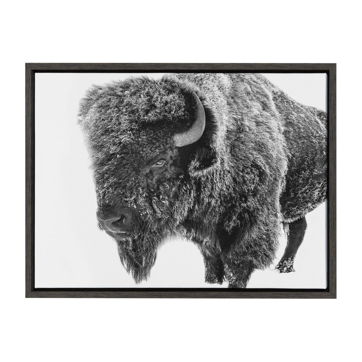 Sylvie Bison in Snow Black and White Framed Canvas by Amy Peterson Art Studio