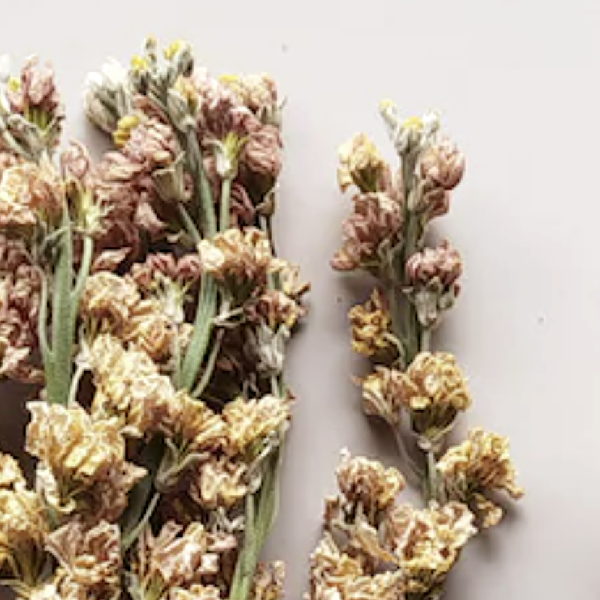Dried Larkspur - Source by Studio Skara, view 2