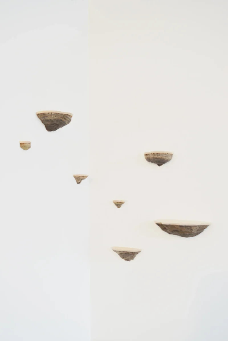 Ticka Fungi Wall Shelf