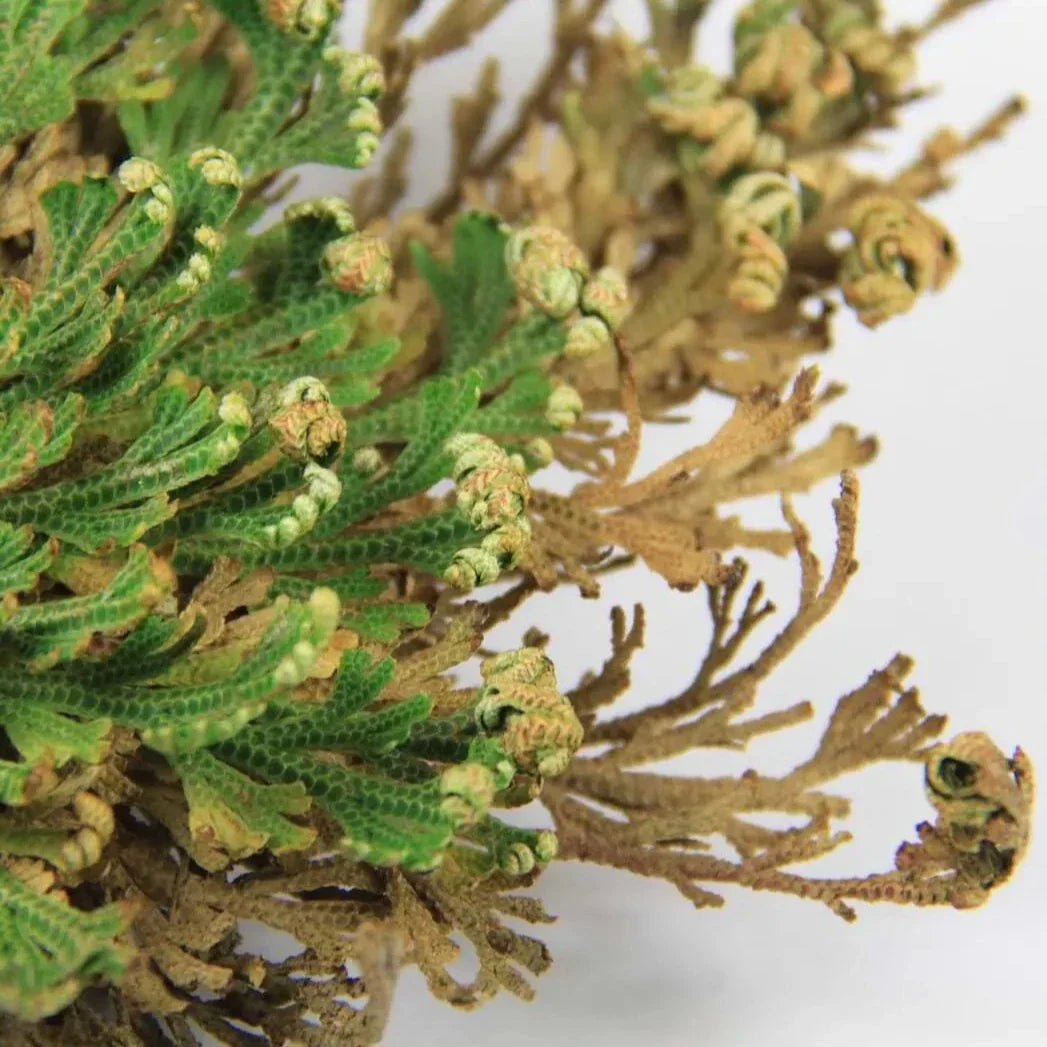 Rose of Jericho ( The Resurrection Plant ) - Source by Studio Skara, view 4