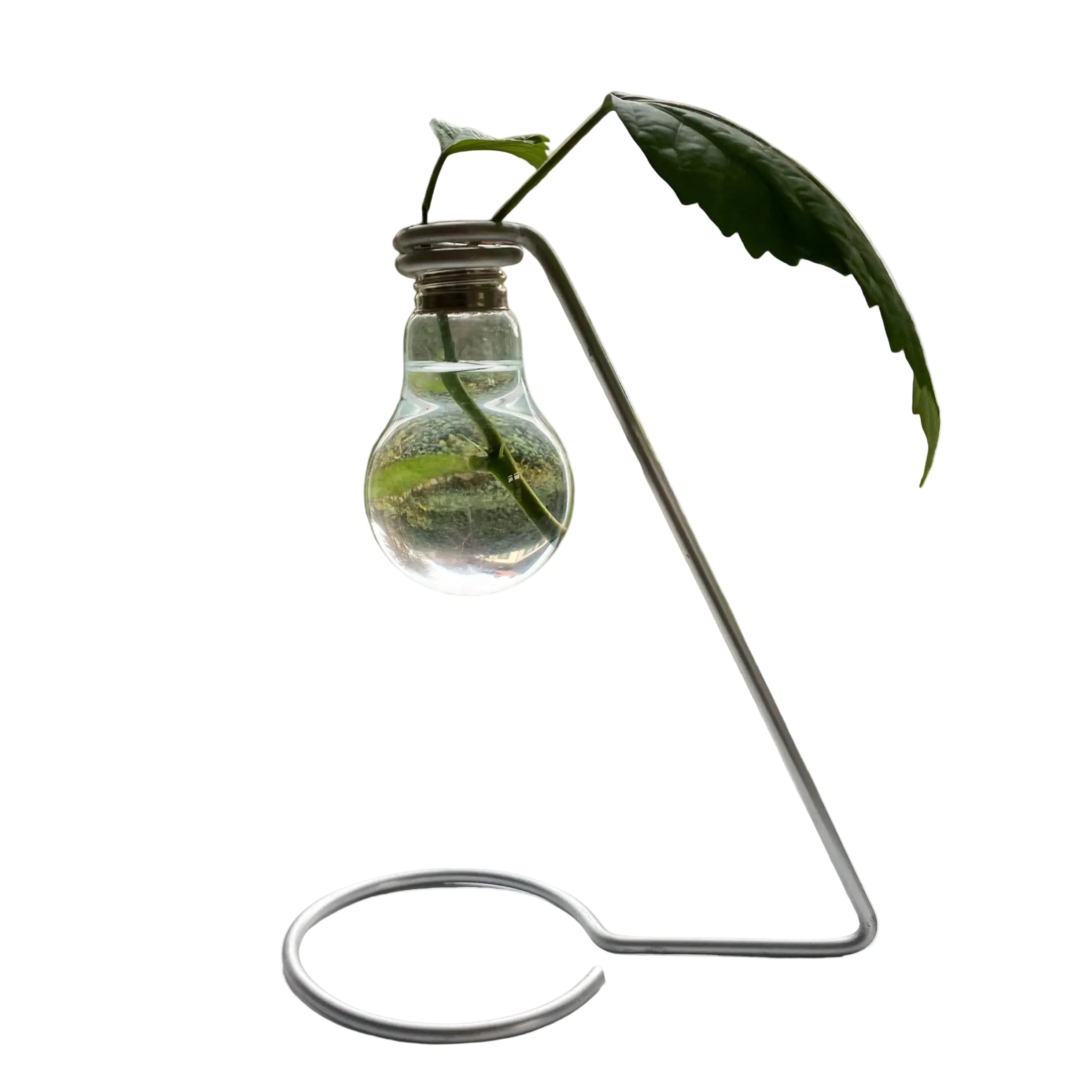 Testikel Plant Propagator