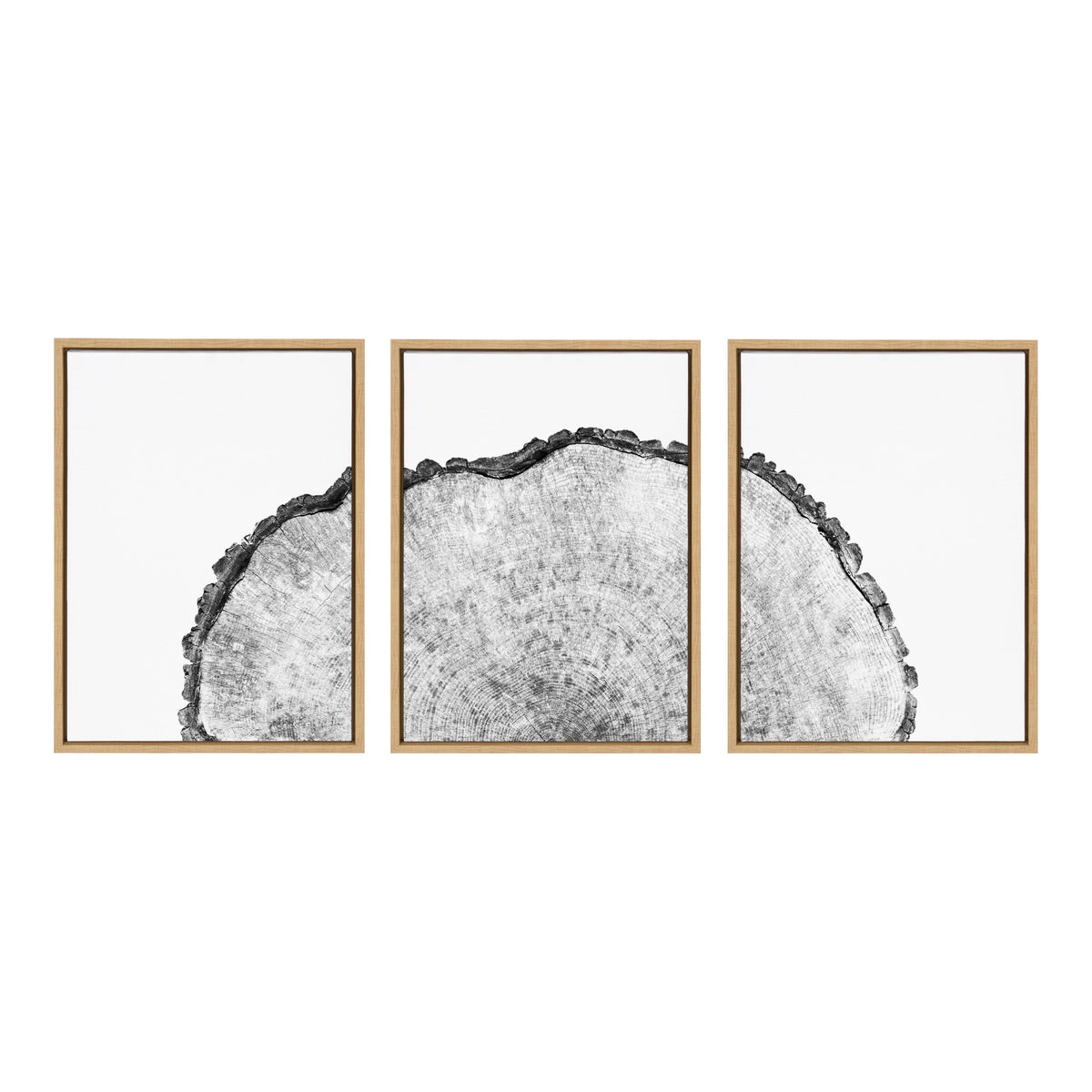 Sylvie Tree Rings Set Framed Canvas by Emiko and Mark Franzen of F2Images