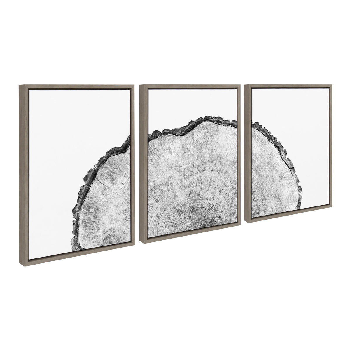 Sylvie Tree Rings Set Framed Canvas by Emiko and Mark Franzen of F2Images